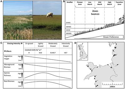 No Detectable Broad-Scale Effect of Livestock Grazing on Soil Blue-Carbon Stock in Salt Marshes